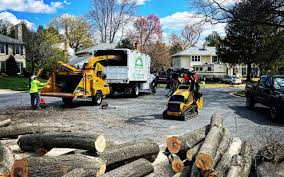 How Our Tree Care Process Works  in Bloomer, WI